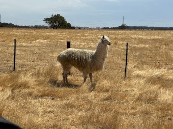 Male Alpaca - FREE
