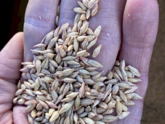 60 t Moby Barley