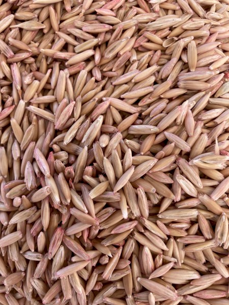 Mulgara Oats