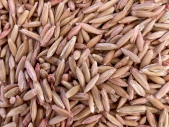 Mulgara Oats