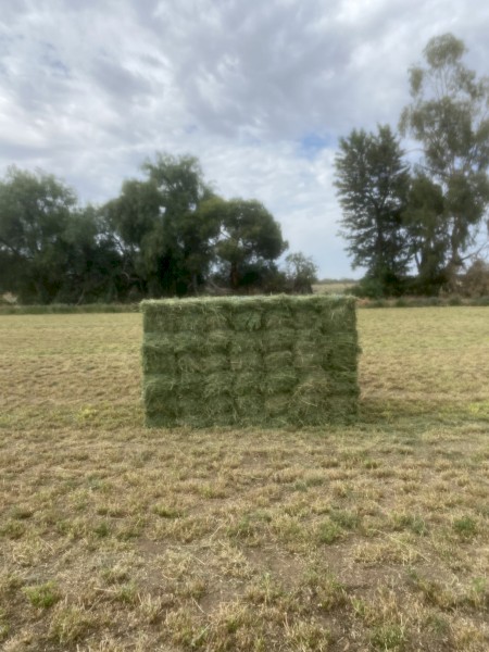 Lucerne Small Squares