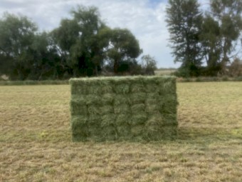 Lucerne Small Squares 