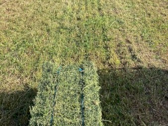 Lucerne Small Squares