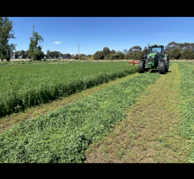 Lucerne Small Squares
