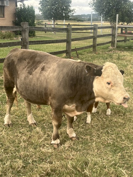 Miniature Hereford x Bull for sale