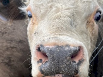 Miniature Hereford x Bull for sale