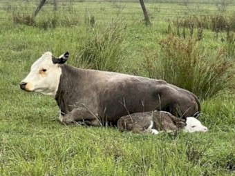Miniature Hereford x Bull for sale