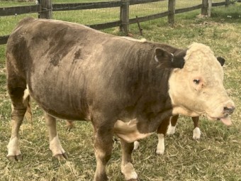 Miniature Hereford x Bull for sale