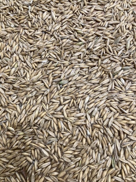 Certified Organic Oats