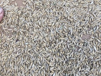 Certified Organic Oats