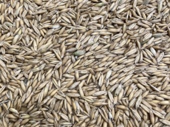 Certified Organic Oats