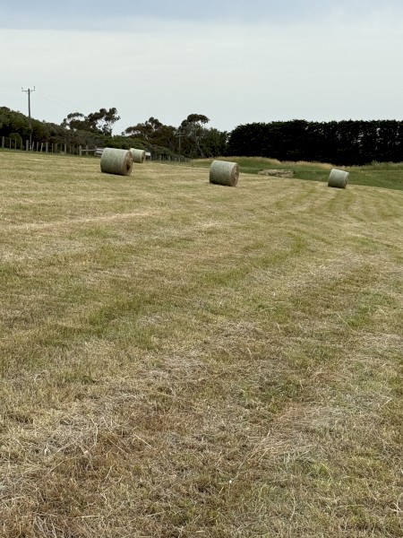 300 x Native Grass Rolls