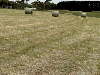 300 x Native Grass Rolls