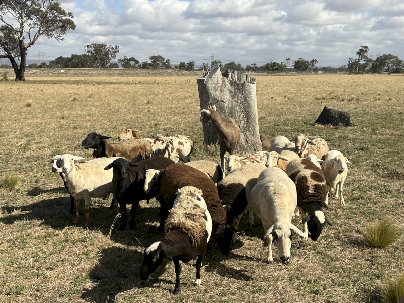 Dorper Wethers and Lambs x 20