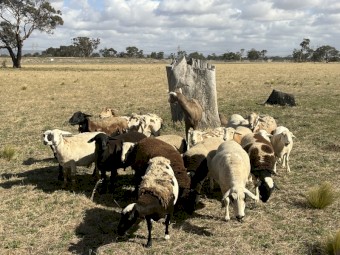 Dorper Wethers and Lambs x 20
