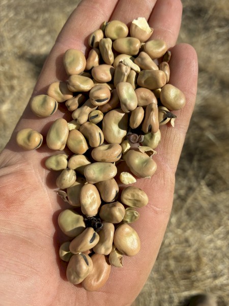 Faba Beans 
