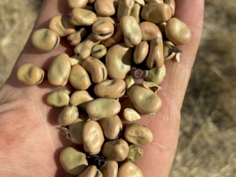 Faba Beans 