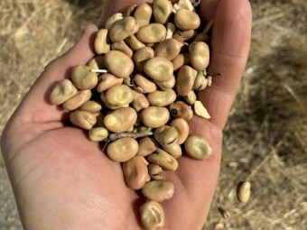 Faba Beans 