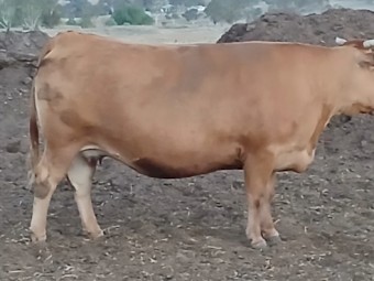 Full blood wagyu cows and heifers