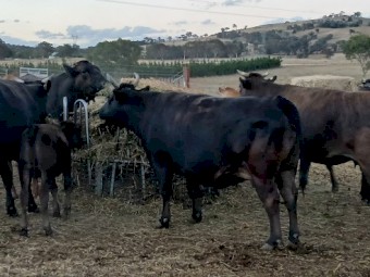 Full blood wagyu cows and heifers