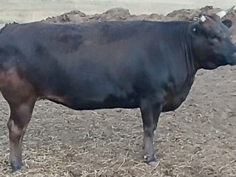 Full blood wagyu cows and heifers