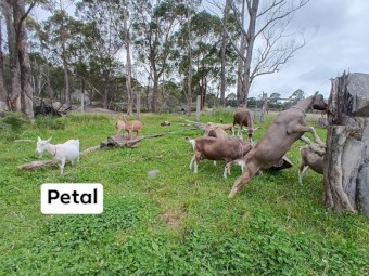 Healthy quality pet and dairy goats