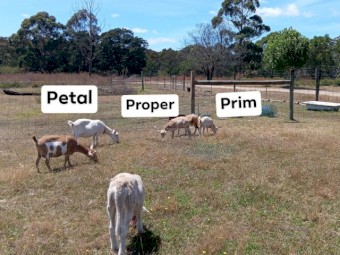 Healthy quality pet and dairy goats