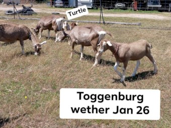 Healthy quality pet and dairy goats