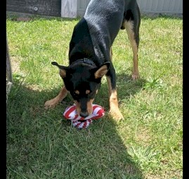 Bolt 7 month old kelpie