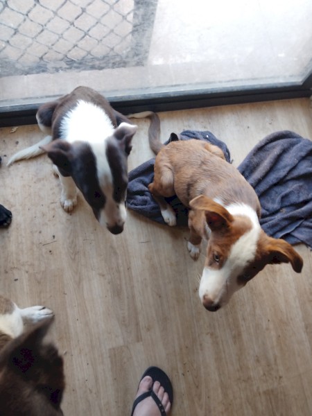 Catahoula Cross Kelpie Puppies