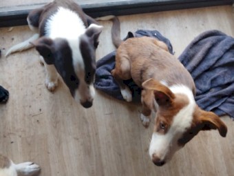 Catahoula Cross Kelpie Puppies