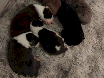 Catahoula Cross Kelpie Puppies