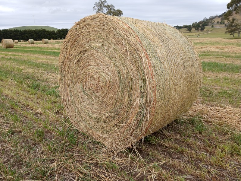 Hay 5x4 Wheat & Rye grass x 30+ bale semi loads