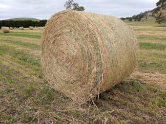 Hay 5x4 Wheat & Rye grass x 30+ bale semi loads