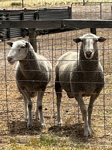 White Suffolk Rams