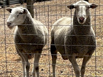 White Suffolk Rams
