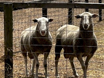 White Suffolk Rams