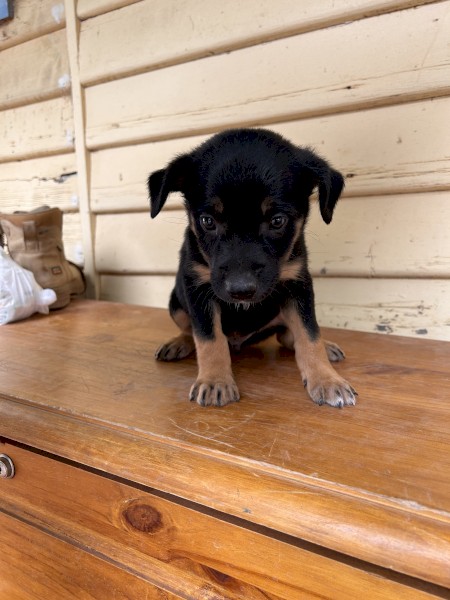 Male kelpie pup