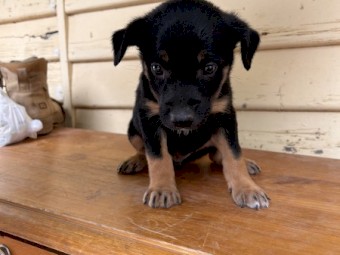 Male kelpie pup