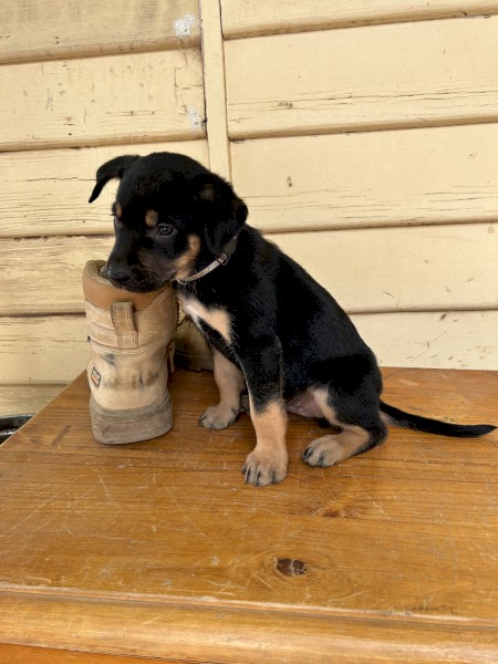 Male kelpie pup