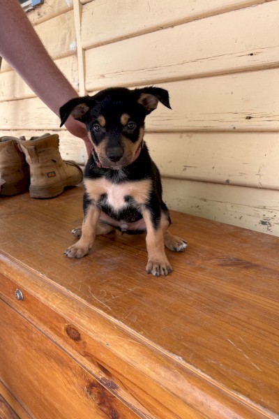 Male kelpie pup
