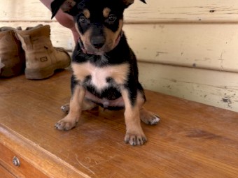 Male kelpie pup