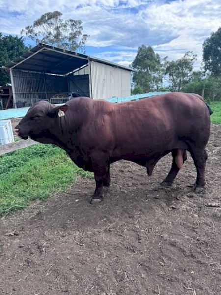 Commercial Santa Bull