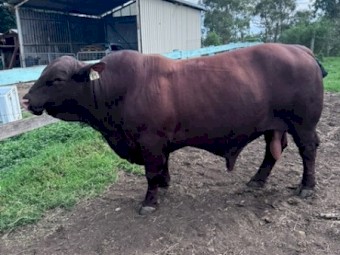 Commercial Santa Bull