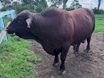 Commercial Santa Bull