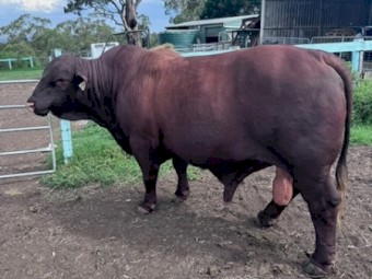 Commercial Santa Bull
