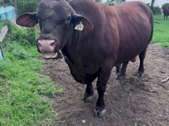 Commercial Santa Bull