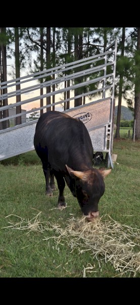 Bull Qlder x Australian Friesian Sahiwal   Sire Queenslander bull