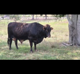Bull Qlder x Australian Friesian Sahiwal   Sire Queenslander bull