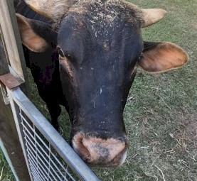 Bull Qlder x Australian Friesian Sahiwal   Sire Queenslander bull
